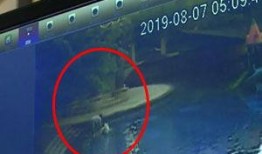 爆料奇葩狗狗视频,盘点那些让人捧腹大笑的爆笑瞬间